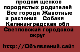 продам щенков породистых родителей - Все города Животные и растения » Собаки   . Калининградская обл.,Светловский городской округ 